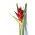 Heliconia - Volcano Red (XL)